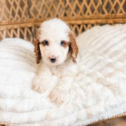 Marshmallow - Parti female Goldendoodle puppy in Brookville, Pennsylvania from Woodland Mountain Doodles