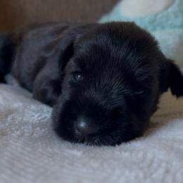 White Collared Girl - Black female Miniature Schnauzer puppy in San Diego, California from KMS-Miniature Schnauzers