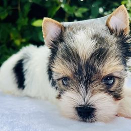Diana - Black tan and white female Biewer Terrier puppy in Bunnell, Florida from Royal Biewer and Royal Aussies