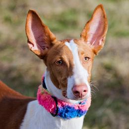 Afghan Hound and Ibizan Hound All Grown Up from Acires Sighthounds