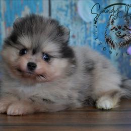 King - Blue merle male Pomeranian puppy in Fultonville, New York from Sandy Aussies & Pomeranians