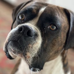 Shelby - Boxer