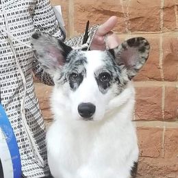 Athena  - Cardigan Welsh Corgi