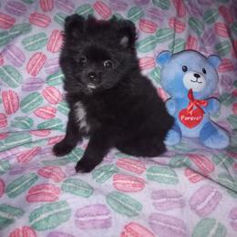 Bear - Black male Pomeranian puppy in Wanette, Oklahoma from Council Creek Cuties