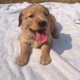 Jessie- Orange collar  (1st pick female) - Golden female Golden Retriever puppy in Tenino, Washington from Oak River Goldens'