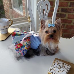 Crystal - Yorkshire Terrier