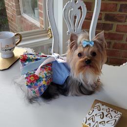 Crystal - Yorkshire Terrier