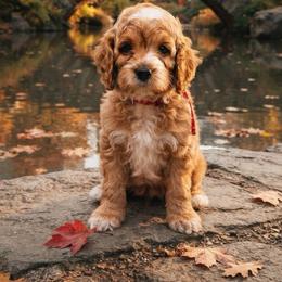 Red collar - Red and white male Cockapoo puppy in Wesson, Mississippi from Southern Country Doodles