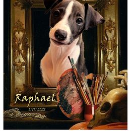 Raphael - Italian Greyhound puppy in Virginia from Selah Kennel