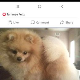 Pomeranian Puppies from TNT Pomeranians
