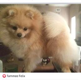 Pomeranian Puppies from TNT Pomeranians
