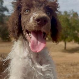 MiniMe - Parti male Poodle puppy in Meadowbrook, California from Standard Poodle Pups