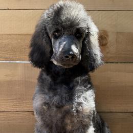 Enoki - Brindle male Poodle puppy in Arroyo Grande, California from Ever So Clever Poodles