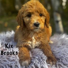 Kix Brooks - Apricot male Goldendoodle puppy in Lancaster, Minnesota from North Star Dog Training