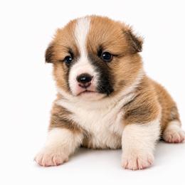 Chandler - Red male Pembroke Welsh Corgi puppy in Aumsville, Oregon from West Coast Corgi