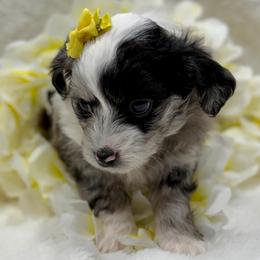 Yellow collar toy - Blue merle female Aussiedoodle puppy in 32046, Florida from River Hill Ranch