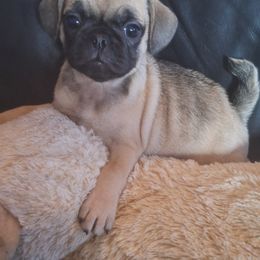 Pug Puppies from McNulty La Bouji