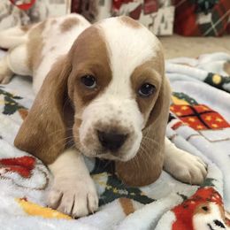 Basset Hounds from Eberlan Bassets