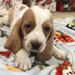 Basset Hounds from Eberlan Bassets