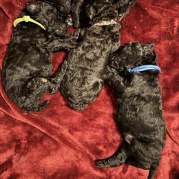 Poodle Puppies from Jewels Mtn Poodles