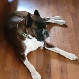 Josie - Boxer