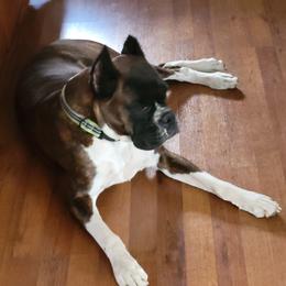 Josie - Boxer