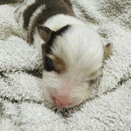 Australian Shepherd and Goldendoodle Puppies from Full House Farm