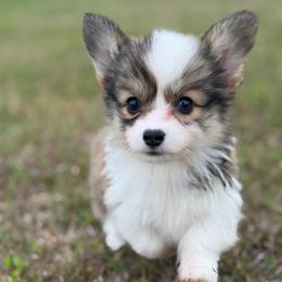 Valley (Honeysuckle) - Red female Pembroke Welsh Corgi puppy in Fairchild, Wisconsin from Reigning Corgis