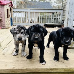 Great Dane Puppies from Old Orchard Danes