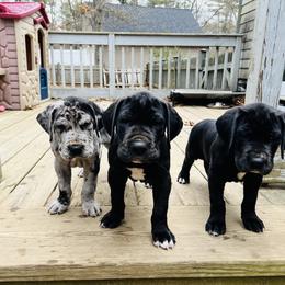 Great Dane Puppies from Old Orchard Danes