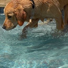 Golden Retriever Puppies from Retrievers Gold AZ