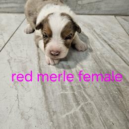Mya f1 - Red merle female Australian Shepherd puppy in Arbela, Missouri from County Line Aussies