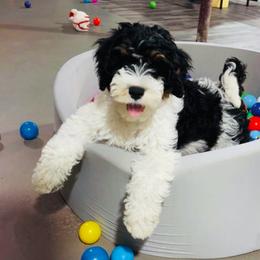 Maverick - Tri-color male Bernedoodle puppy in Bowling Green, Ohio from Windy Creek Doodles