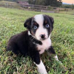 Boots - Black tri male Miniature Australian Shepherd puppy in Mill Spring, North Carolina from Adair Acres Aussies