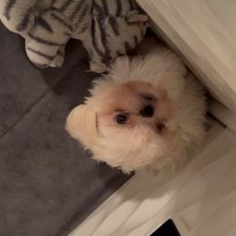 Blitzen - White male Shih Tzu puppy in Harrisburg, Pennsylvania from Harrisburg Shih Tzus