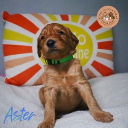 Goldendoodle Puppies from Poppy Doodle Farms