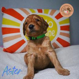 Goldendoodle Puppies from Poppy Doodle Farms