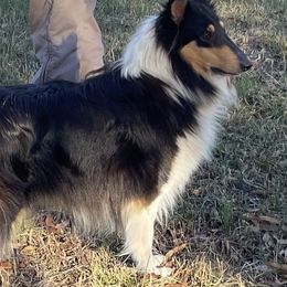 Callie - Collie