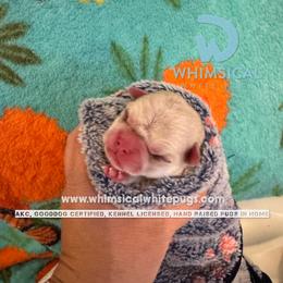 Boy 1 - Apply online. Thanks for visiting - We go in order of our existing wait list. The existing wait list will always get priority. - White male Pug puppy in Cleveland, Ohio from Whimsical White Pugs - Quality Comes First! We offer Flight Nanny Services for Additional Fee.