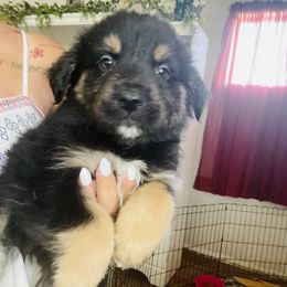 Australian Shepherd, Miniature American Shepherd, and Toy Australian Shepherd Puppies from Ahhmazing Aussies Arizona