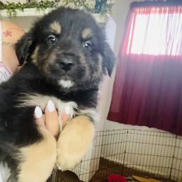 Australian Shepherd, Miniature American Shepherd, and Toy Australian Shepherd Puppies from Ahhmazing Aussies Arizona
