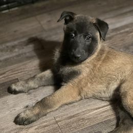 Belgian Malinois Puppies from MonStar Malinois
