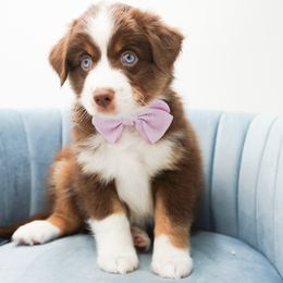 Maggie - Red tri-color female Miniature American Shepherd puppy in Elmwood Park, Illinois from HuskiesAndGoldensWithFinesse