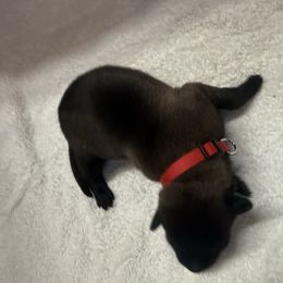 Red Collar - Female 5 - Fawn sable female Belgian Malinois puppy in Trenton, Georgia from Laeknir K9