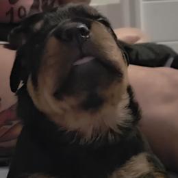 Rottweiler Puppies from Rottbies