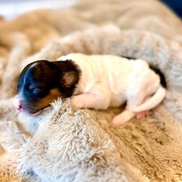 Princess Daisy- orange collar female - Tri-color female Bernedoodle puppy in Salt Lake County, Utah from Coco Avenue Pups