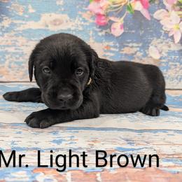 Mr Light Brown - Black male Labrador Retriever puppy in Lebanon, Pennsylvania from Robertson's Retrievers and Doodles