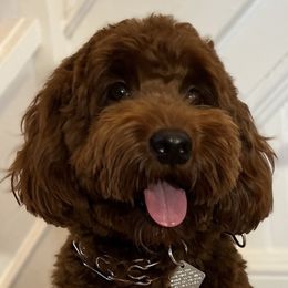 Beau - Goldendoodle