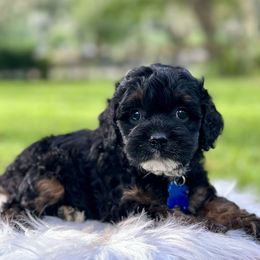 Rotini - Black white and tan male Cockapoo puppy in Palm Beach County, Florida from Benji’s Cockapoos