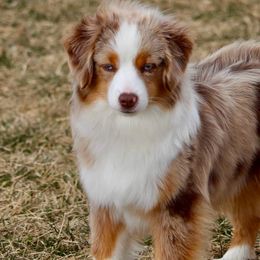 Miniature Australian Shepherds and Toy Australian Shepherds from Willow Lane Ranch